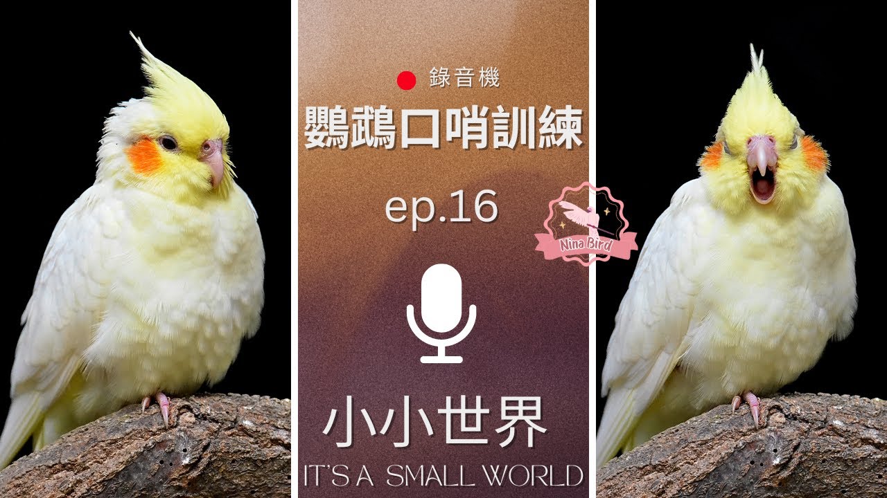 小小世界 It's A Small World - 鸚鵡錄音機 鸚鵡口哨訓練 小雞網課 Parrot Recorder Parrot Whistle Training-ep16(玄鳳鸚鵡唱歌練習推薦)