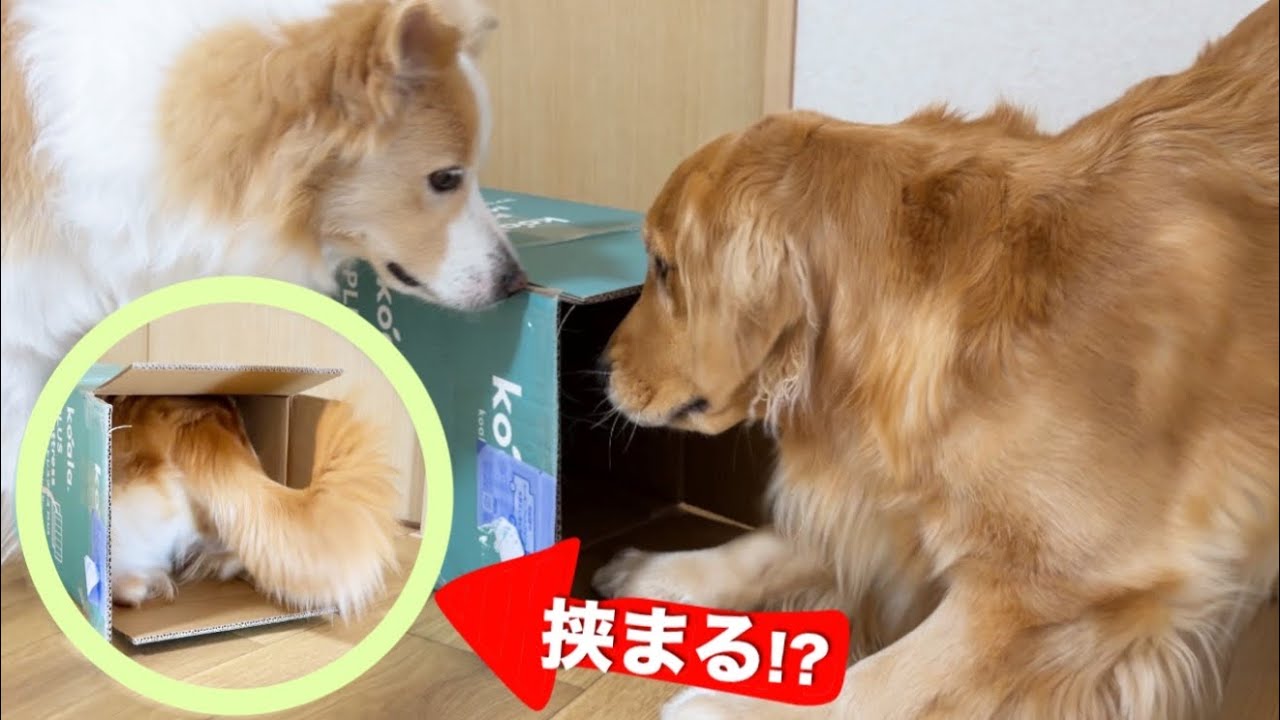 猫に育てられた大型犬が、狭すぎる段ボールに体を突っ込んだ結果...【ゴールデンレトリバー・ボーダーコリー】