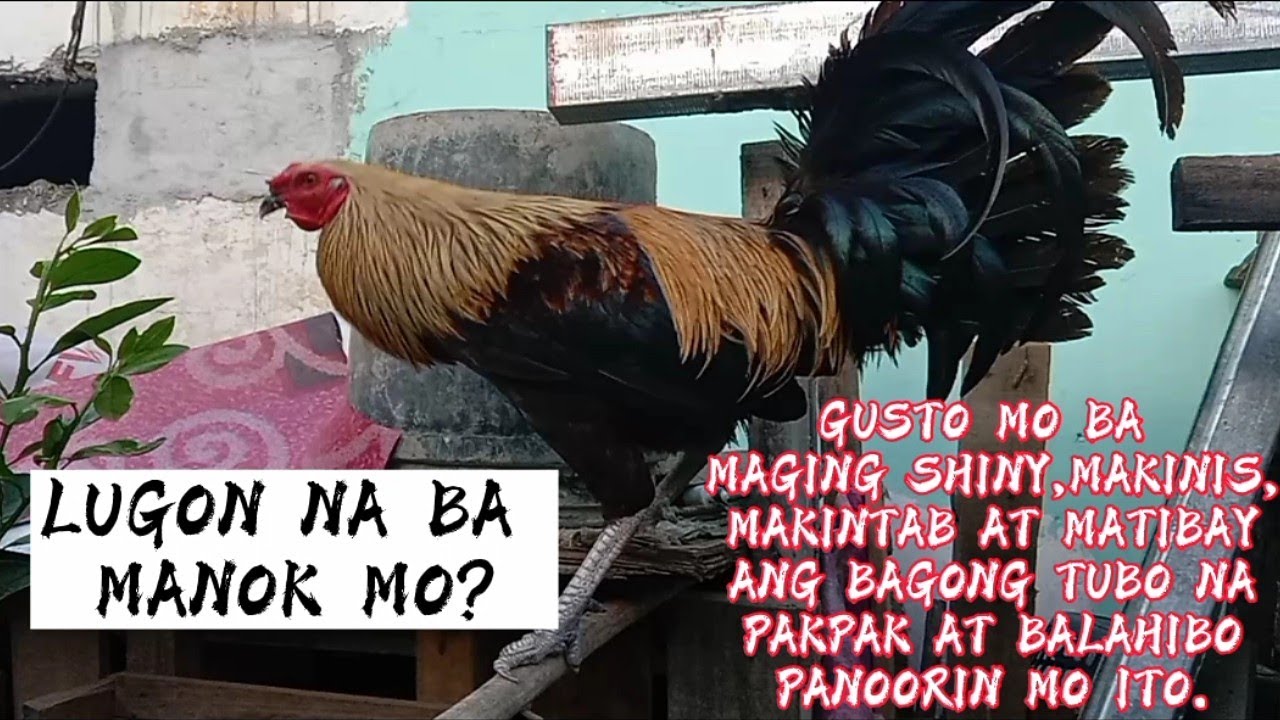 PARAAN SA LUGON NA MANOK,BACKYARD BREEDER,MANOK PANABONG