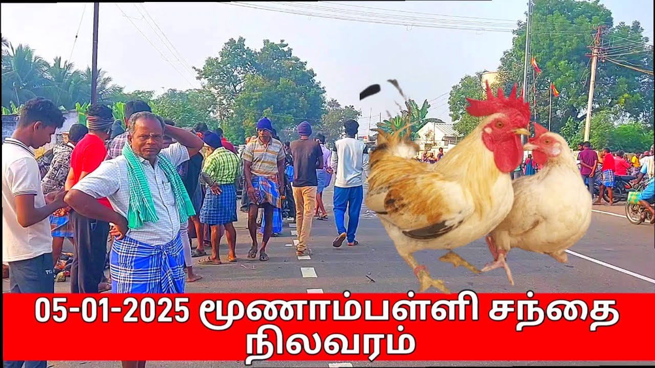 05-01-2025 மூணாம்பள்ளி சந்தை நிலவரம்#sundaymarker #makkal#erode