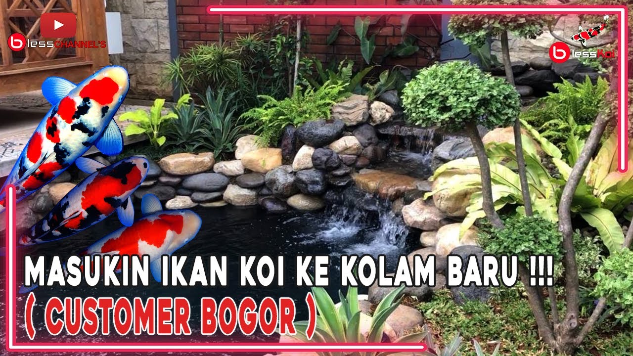 MASUKIN IKAN KOI KE KOLAM BARU❗❗❗ ( CUSTOMER BOGOR )