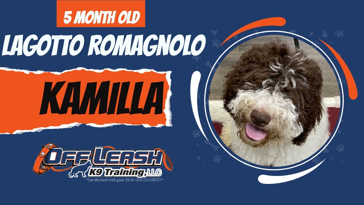 Mia | 5 Month Old Lagotto Romagnolo | Off Leash Lagotto Romagnolo Training, Georgia