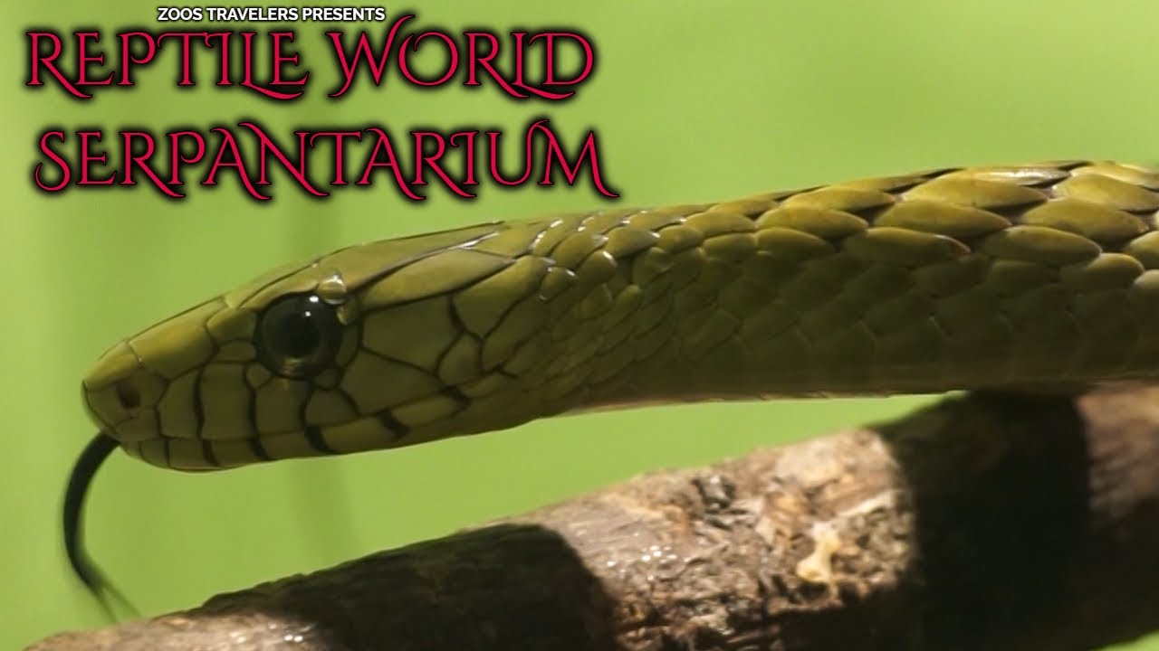 Reptile World Serpentarium | Attractions Near Orlando Florida