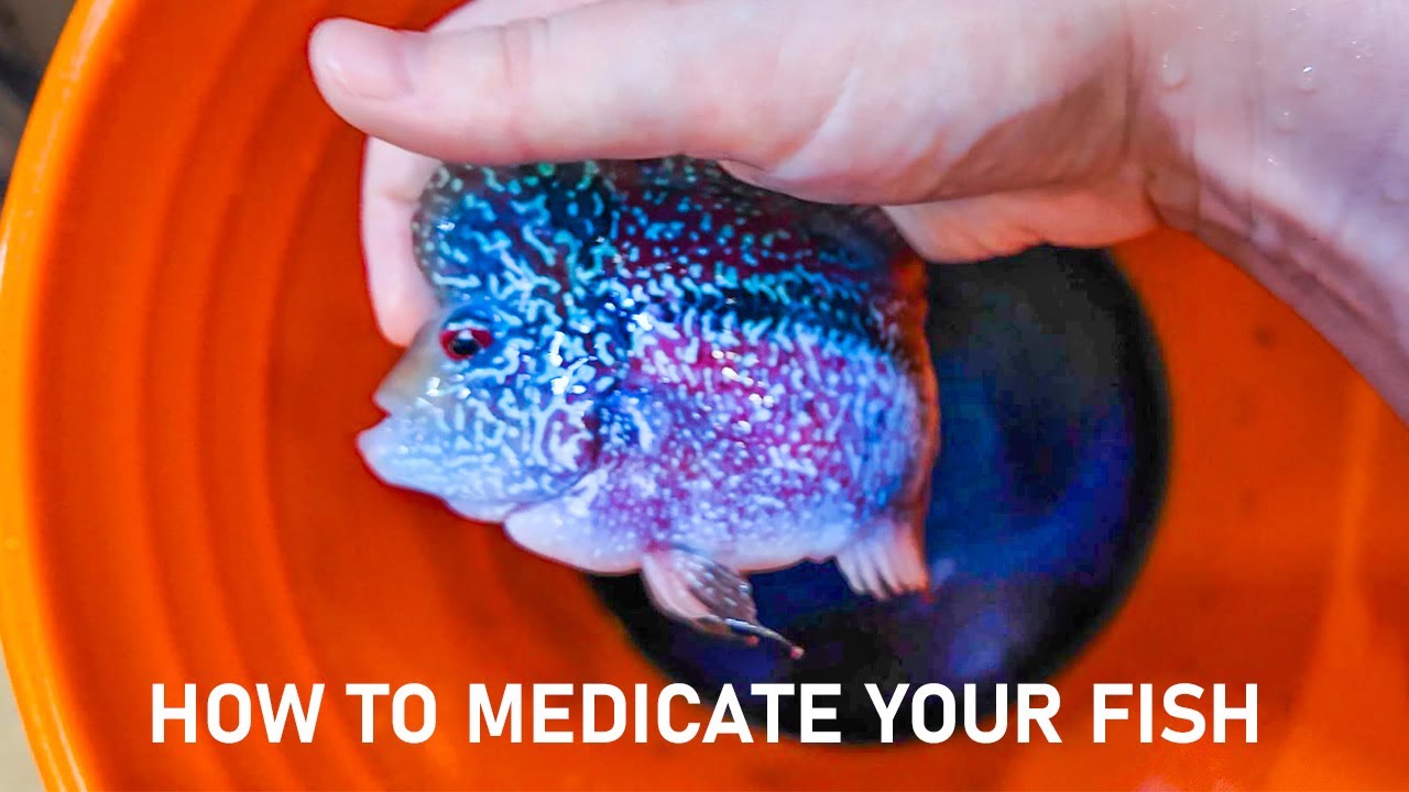 How To Medicate Your Sick Fish Using Methylene Blue