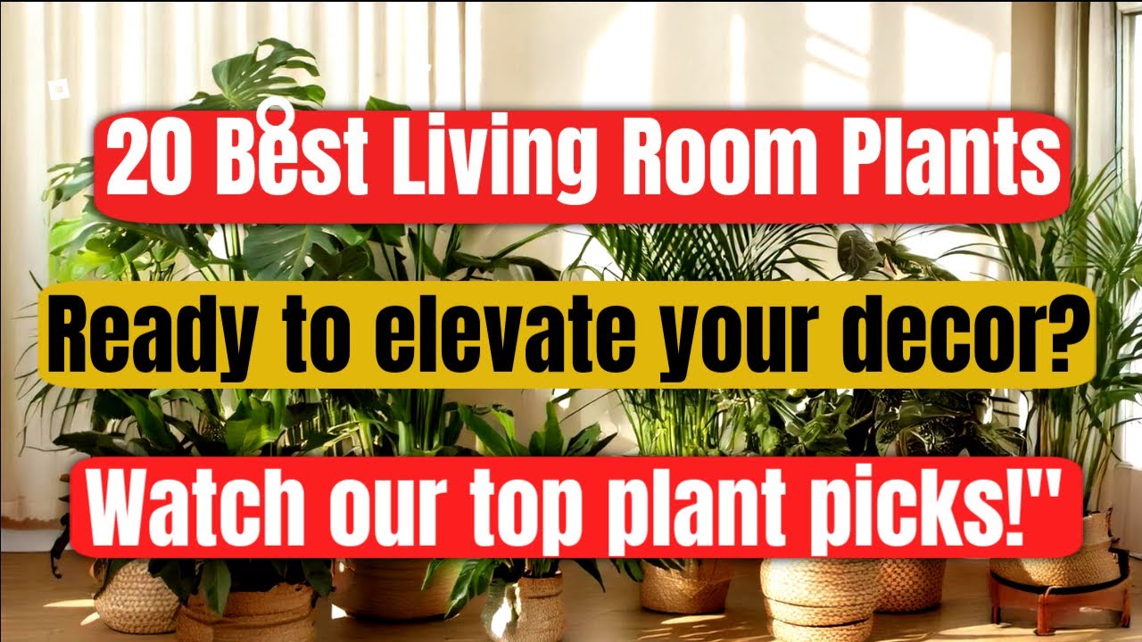 20 Best Plants for living room (Don’t know what to pick check out our popular list !!!)