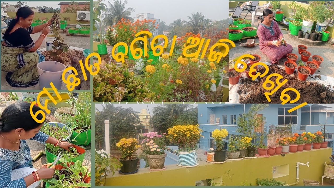 ଆସନ୍ତୁ ମୋ ଛାତ ବଗିଚା ଦେଖିବା #gardenchannel #viralvideo #ytviralvideo #gardening  @SanjuktaPanda-2025 