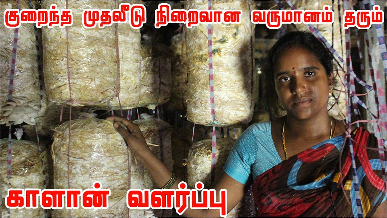 சிப்பி காளான் உற்பத்தியில் அசத்தும் பெண் இயற்கை விவசாயி | How to Grow Mushroom at Home Easily