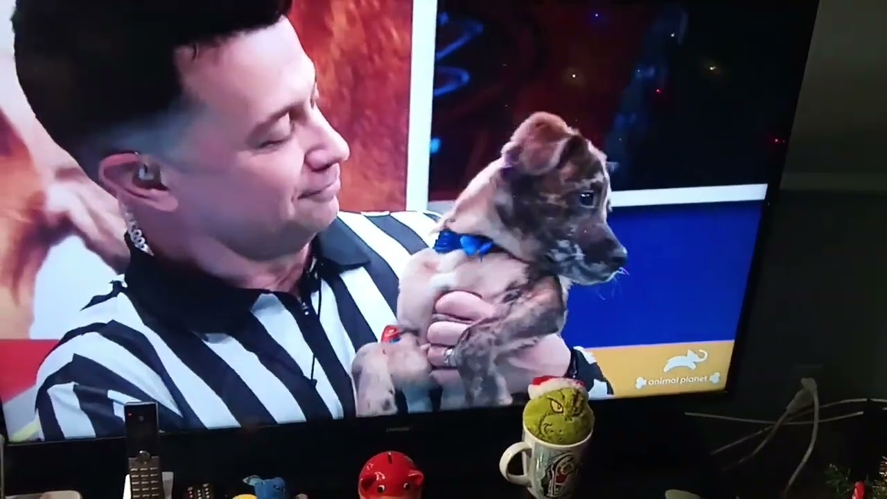 Puppy 🐕🐕🐕 Bowl Live!