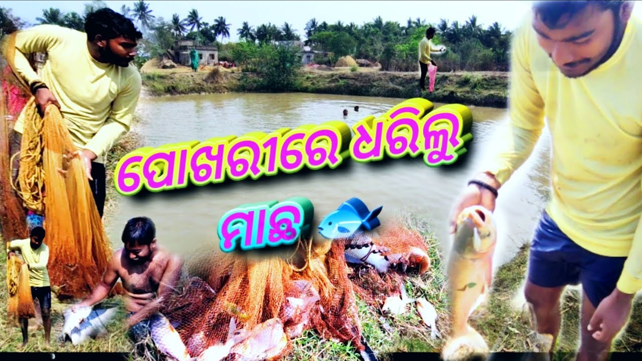 ପୋଖରୀରେ ଧରିଲୁ ବଡ଼ ବଡ଼ ମାଛ 🐟|Nitesh blogs #viralvideo #viral #festivalvlog #blog #vlogvideo #fishing 