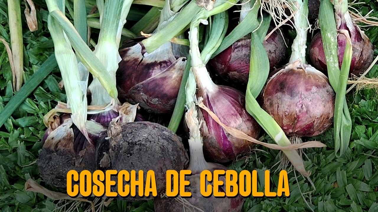 LA HUERTA DE PIPO CEBOLLA - Cosecha de cebolla