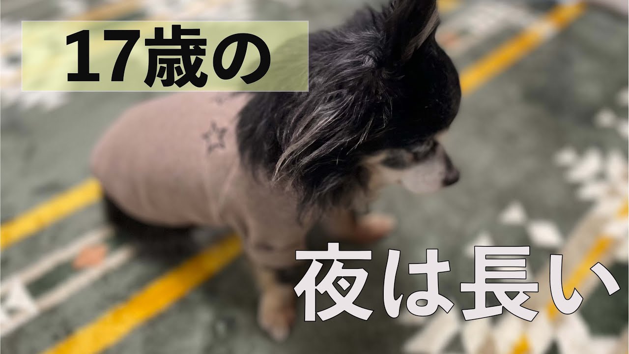 シニア犬【チワワ】17歳のナイトルーティン
