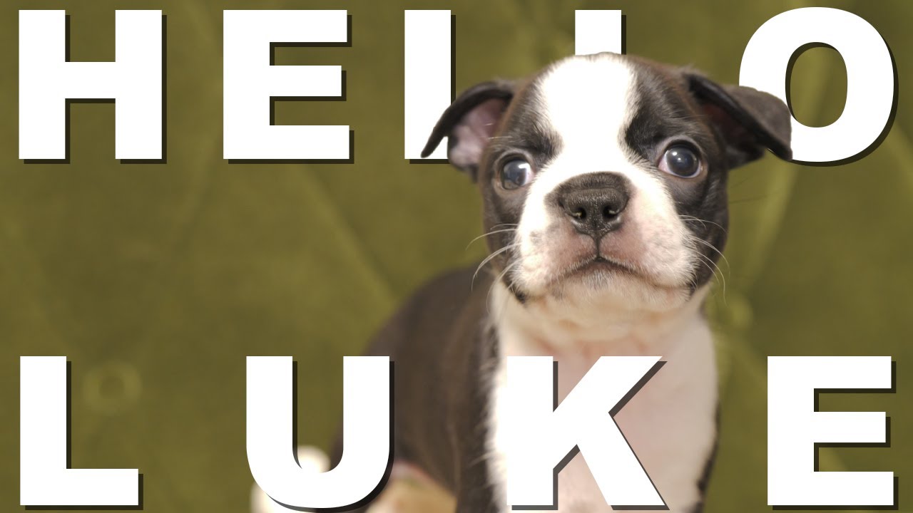 【ボストンテリア】HELLO LUKE
