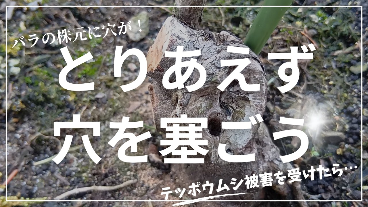 バラの株元に開いた穴の塞ぎ方！テッポウムシ被害を受けた後の対処法