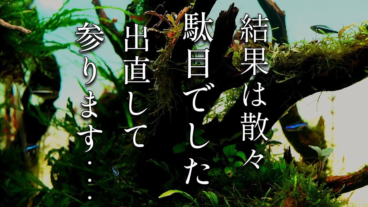 立ち上げから約5ヶ月 結局結果は駄目でした。また出直して参ります！【アクアリウム】#aquarium #90cm水槽
