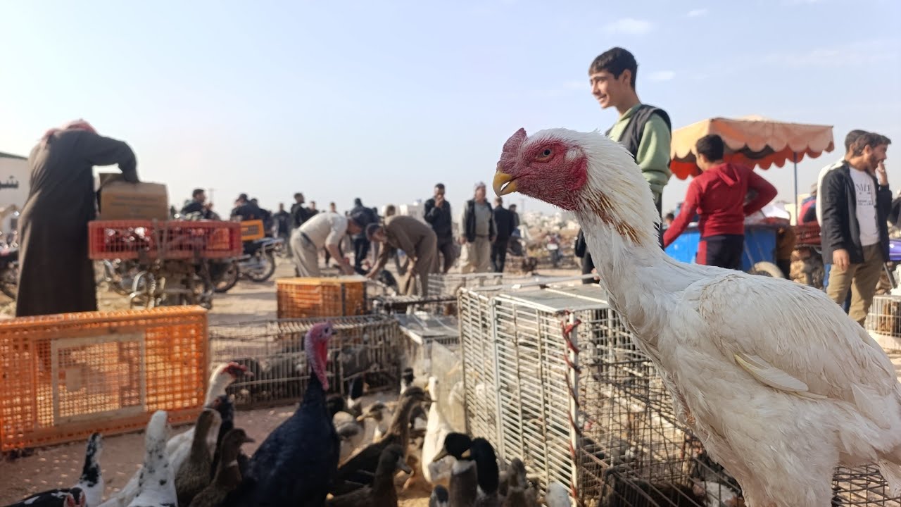 سوق معاره مصرين يوم الجمعة بتاريخ 2025/11/7 حركه السوق ممتازه بط وز دجاج رقم التواصل 0968103014