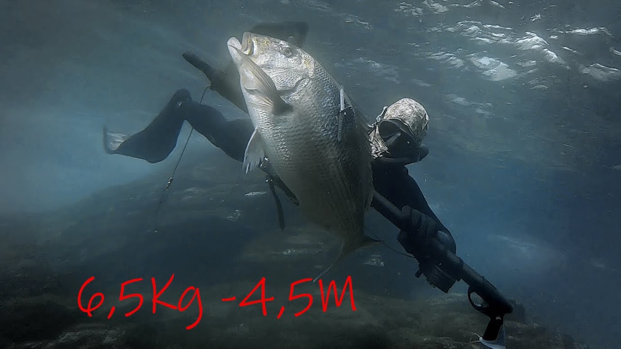 Dentice 6,5Kg -4,5M.  (al min. 6:00)