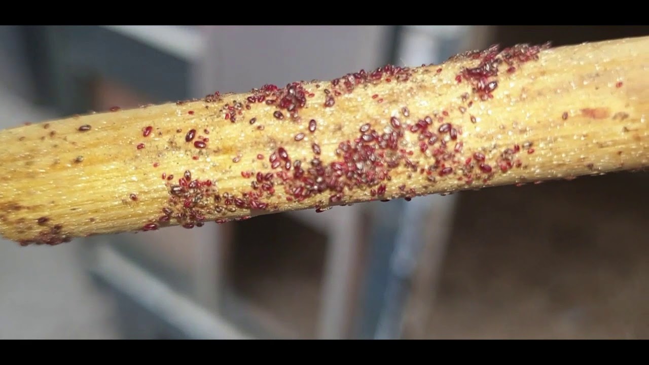 Bloedluis update: Eindelijk het einde van het seizoen???