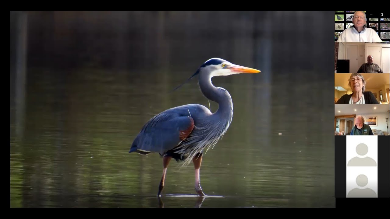 Introduction to Winter Birds Part 1 - Birds of Water Bodies and Shorelines