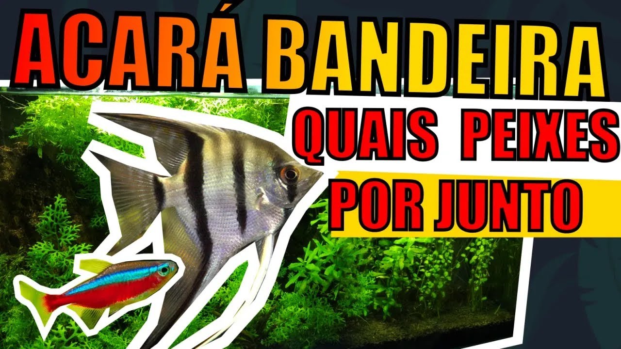 🔴QUAIS PEIXES COLOCAR COM ACARÁ BANDEIRA |Mr. Betta|