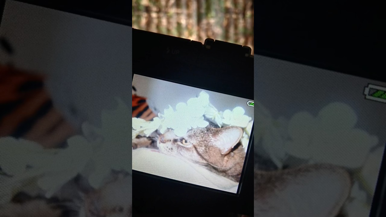 Did a photoshoot! 🐱  