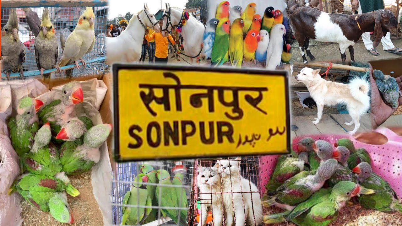 Chidiya Bazar Sonpur Mela || चिड़िया बाजार सोनपुर || सोनपुर कुत्ता बाजार || Birds Market Sonpur