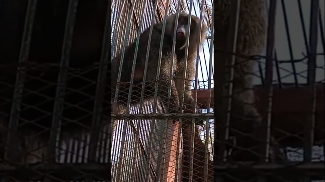 Бабуины не лазают по деревьям ради развлечения 🐒 #Бабуин