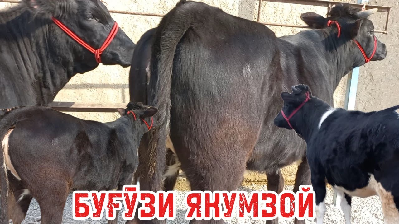 4-сар молхо бо нархи дастрас 2-сар БУГУЗИ ЯКУМЗОМ ХЕЛЕ АРЗОН ба фуруш баромад имруз