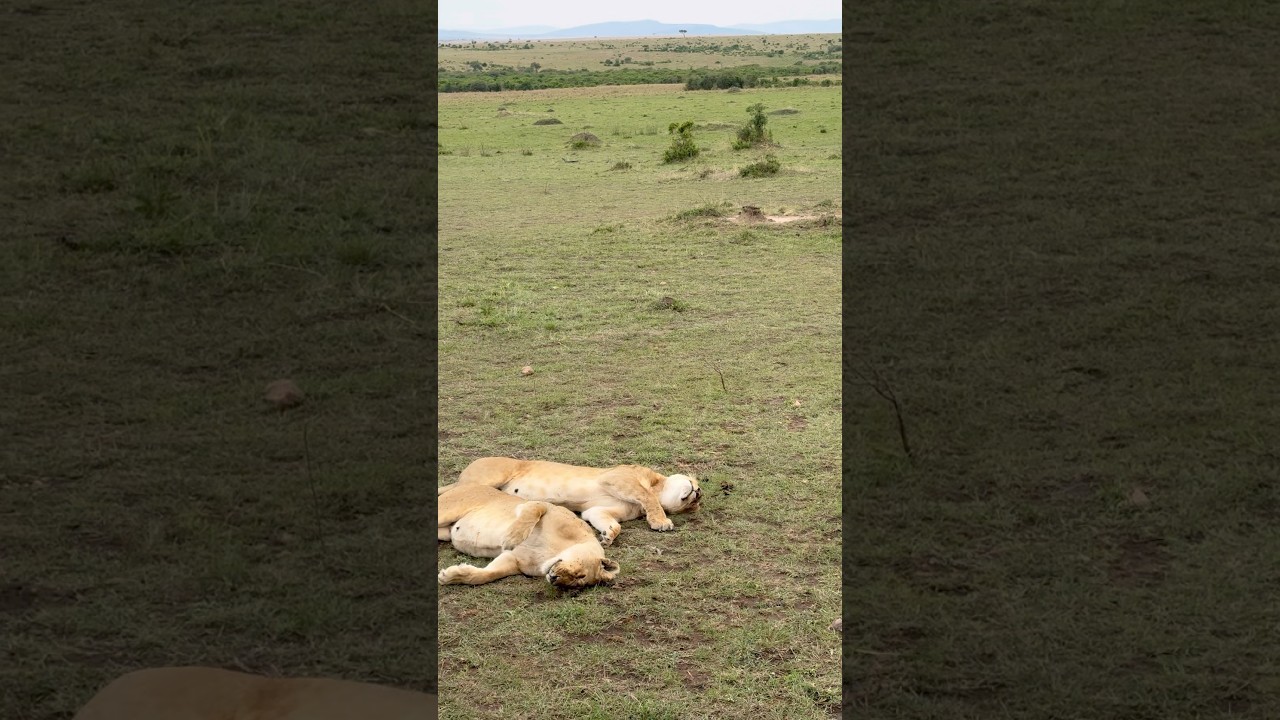 Maasai Mara National Reserve, Kenya #lion  #kenya  #africansafari #safari #masaimara #maasaimara