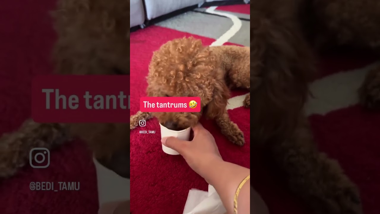 Tantrum boy… 