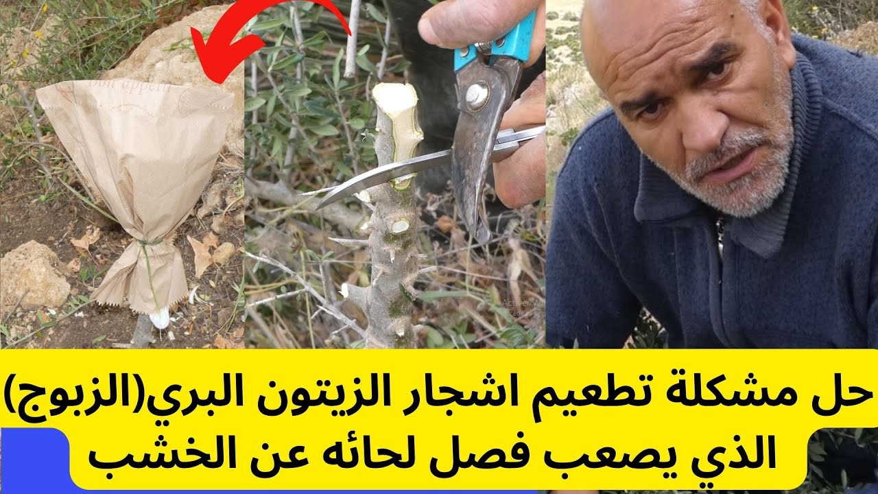 حل مشكلة تطعيم اشجار الزيتون البري(الزبوج) الذي يصعب فصل لحائه عن الخشب#قناة_الظهرة_الفلاحية
