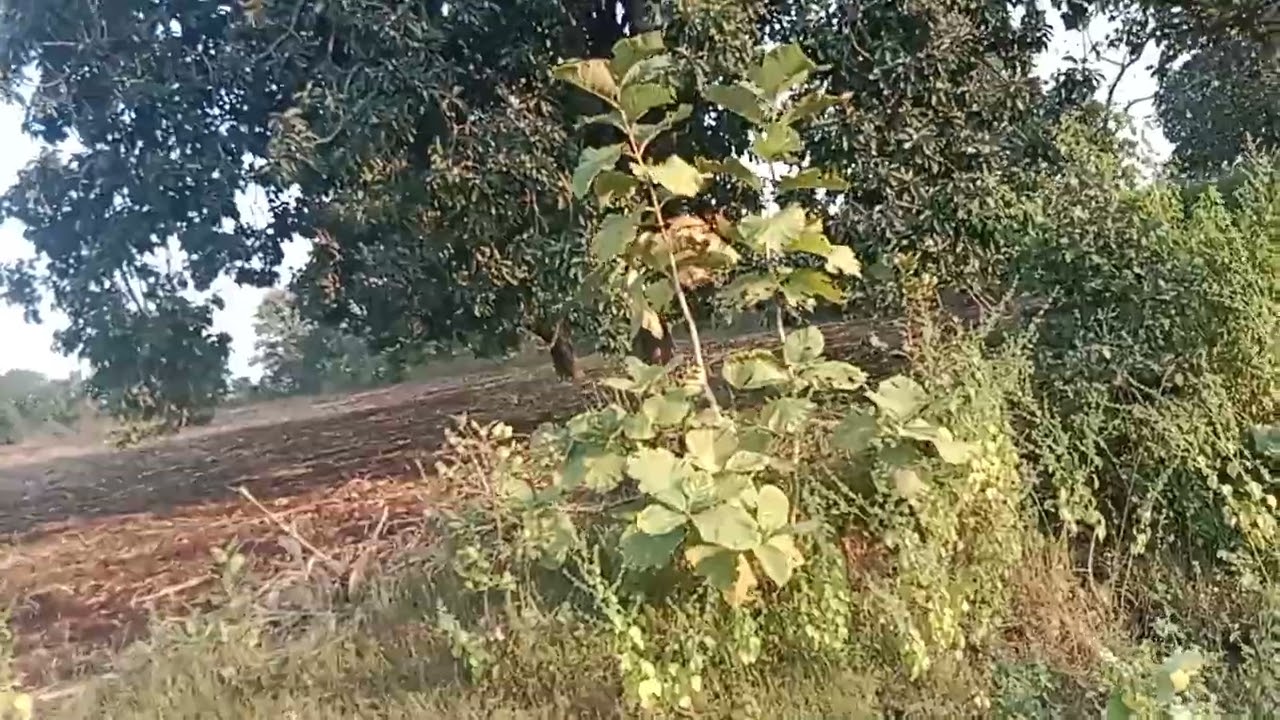 मध्य प्रदेश कि सबसे सस्ती जमीन 80 हजार रुपए एकड़ में60 ईकढ जमीन 6260676012 संपर्क करें