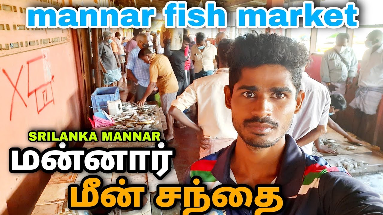 மன்னார் நகரம் |  மீன் சந்தை | mannar fish market | mannar town | mannar vlog