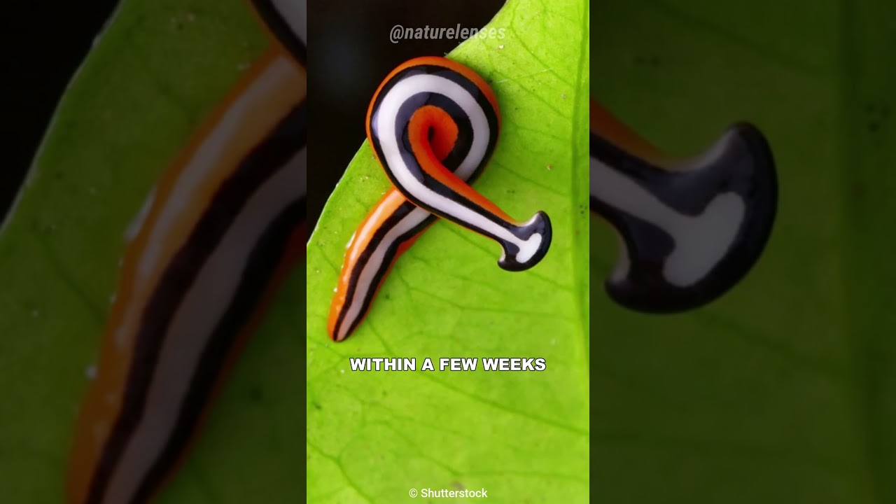Hammerhead Worm | The Immortal Worm