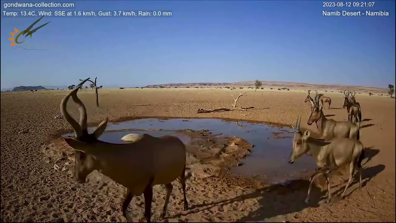 Long awaited visit of red hartebeests with juveniles at Namib desert waterhole