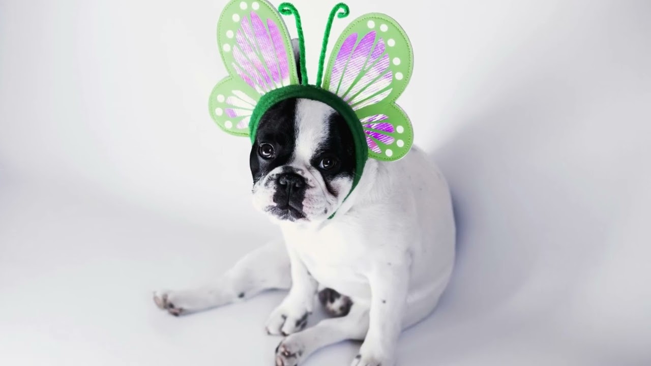 Bobo the Puppy – Look Look Song 🐶🎵 | Subscribe for More Fun