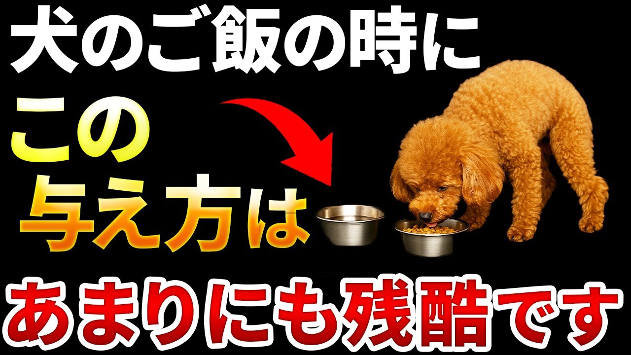 【これは残酷です…】あなたが知らずに“犬の命を削っている”日常の習慣7選
