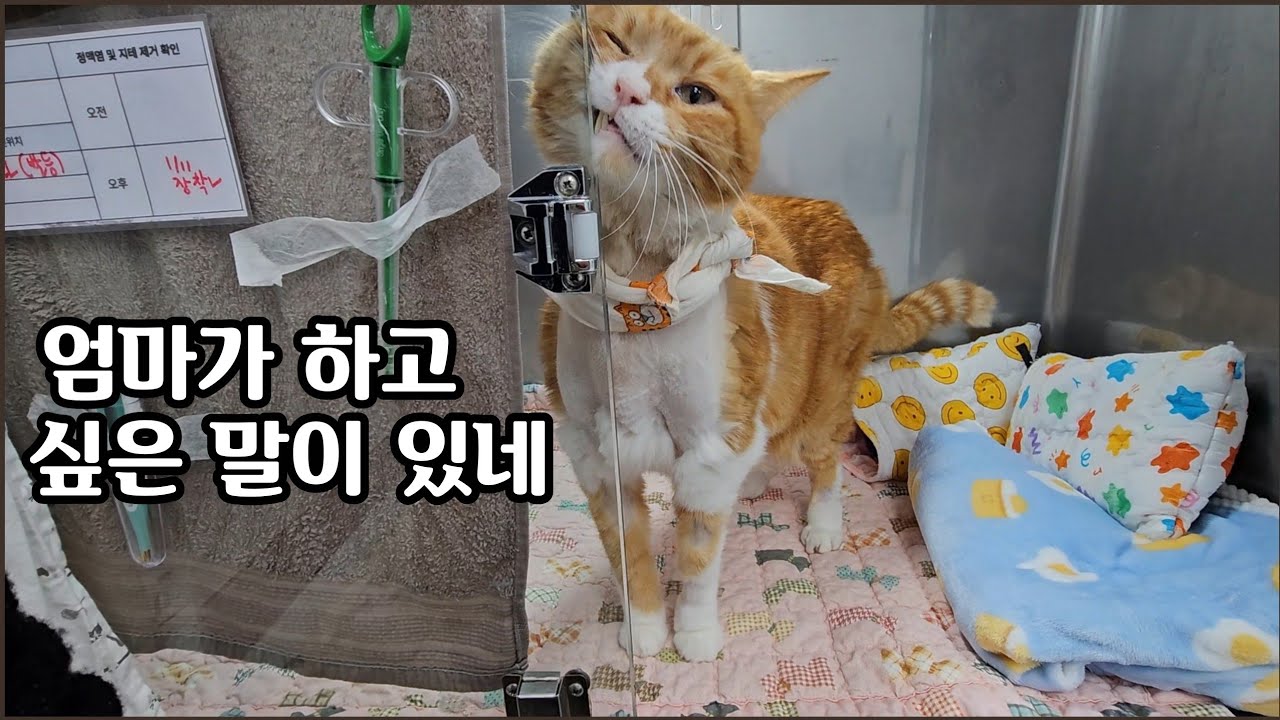 우리 대박이에게 남은 시간은 얼마나 될까요?
