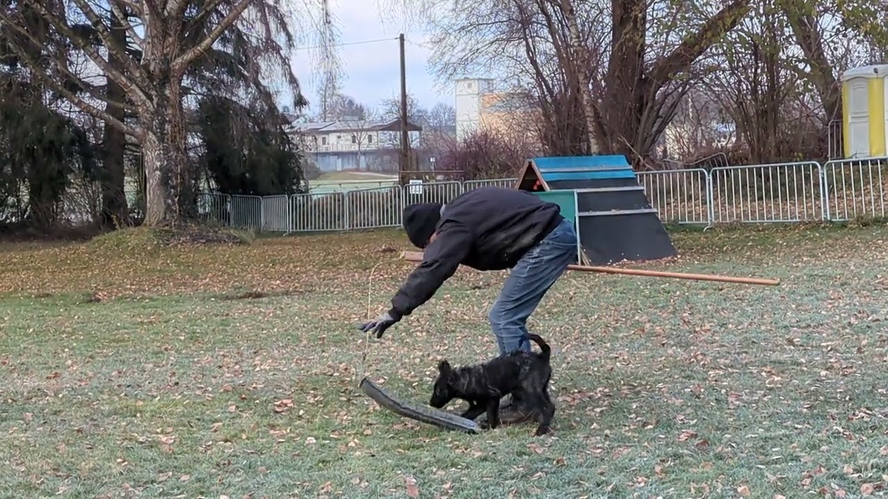 Hasenhirsch Urmel (12 Wochen) Kampf gegen den Lindwurm