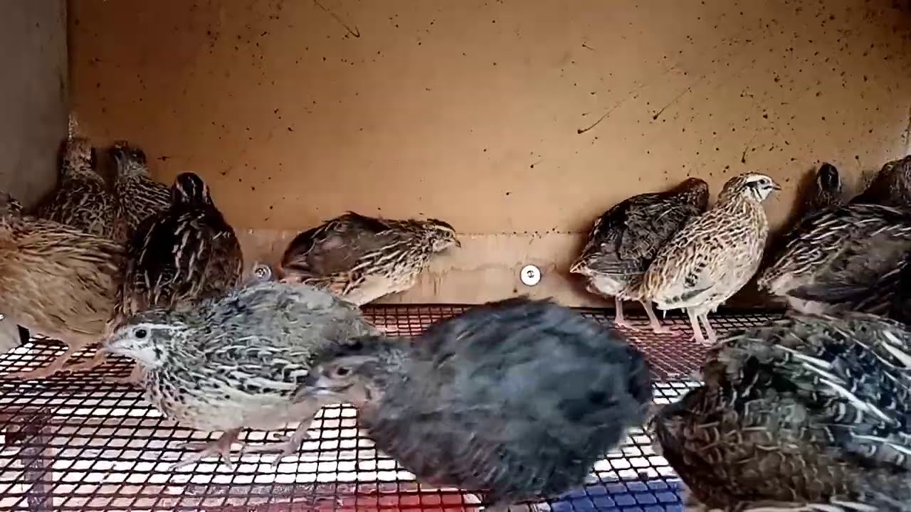قفص السمان صنع منزلي/ homme made  quails  cage