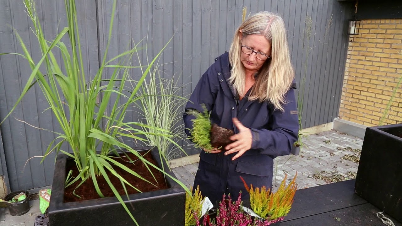 Sådan planter du lyng i din krukke
