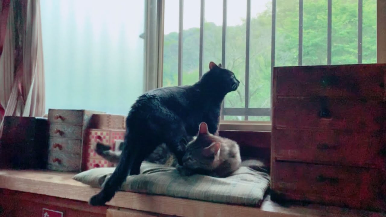 先輩にくっついていられるだけで幸せな猫 I just want to be with you