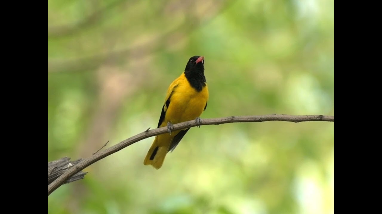 Black hooded Oriole | call of Orioles | birds of India
