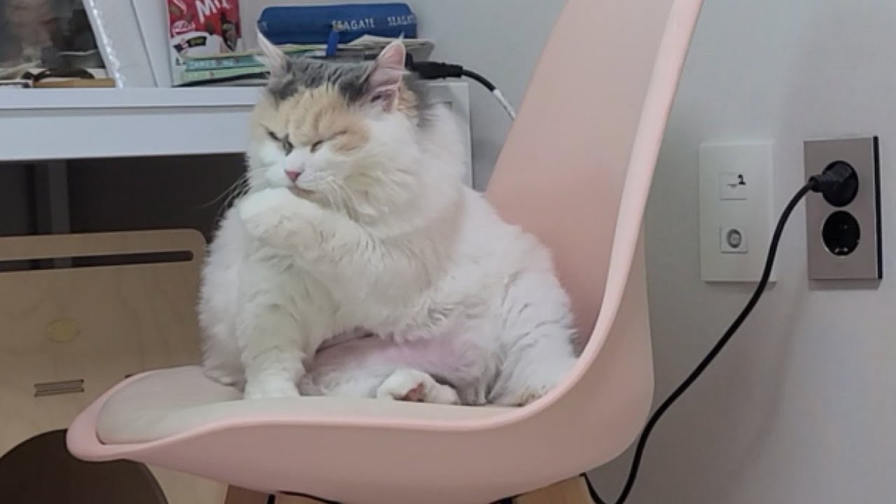 쁘니가 킹받은 이유는?