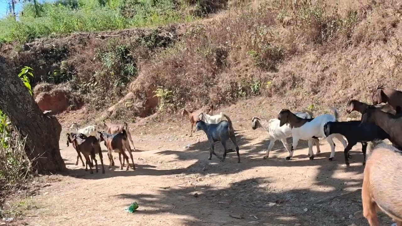 कृषकले पालन गरेकाे बार्खा 