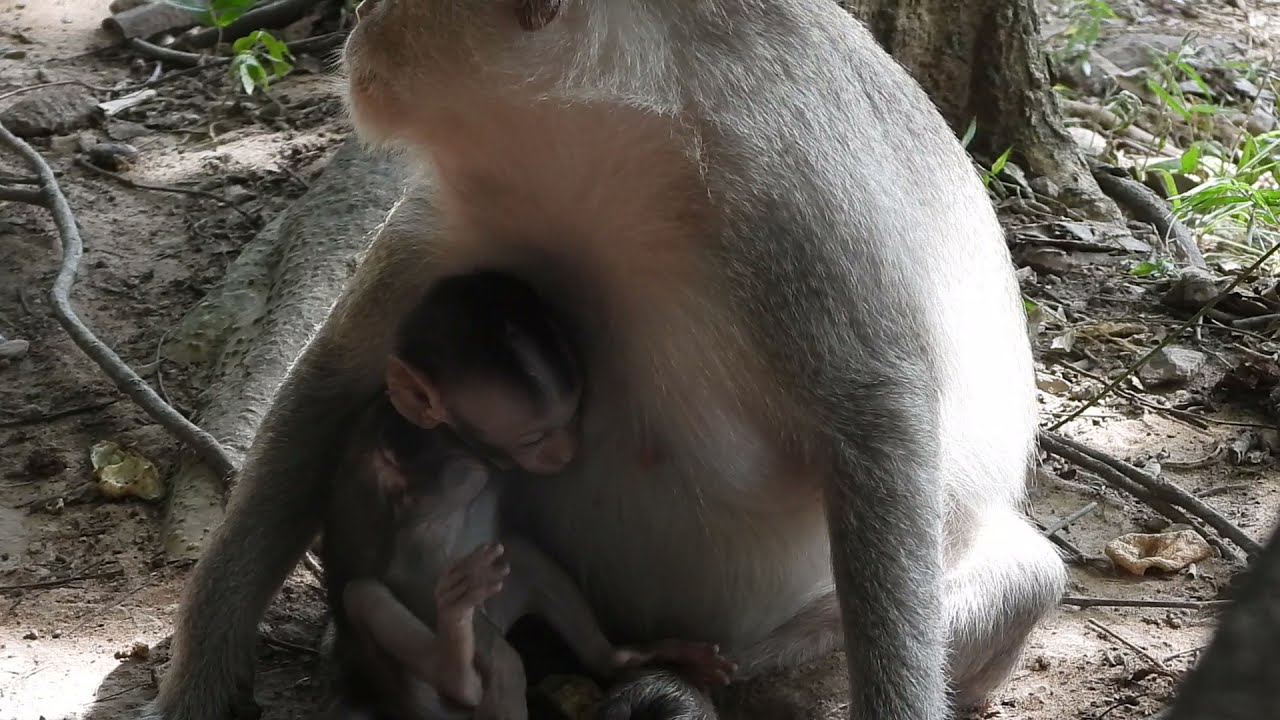 New update for poor baby monkey Cinn with mum Cruella