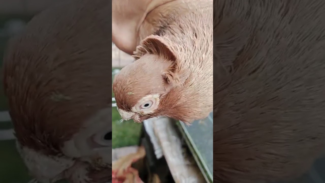 Узбекские голуби Pigeons الحمام Tauben  merpati کبوتر 鴿子 ハトkaʙūtar güvercinler porumbei 3/02/25
