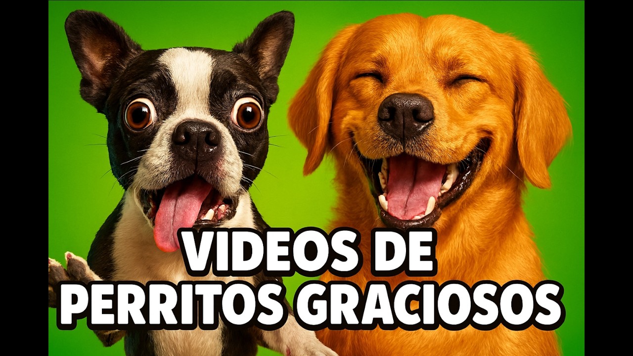 Perritos Graciosos - Videos de Risa de Perros Chistosos #58