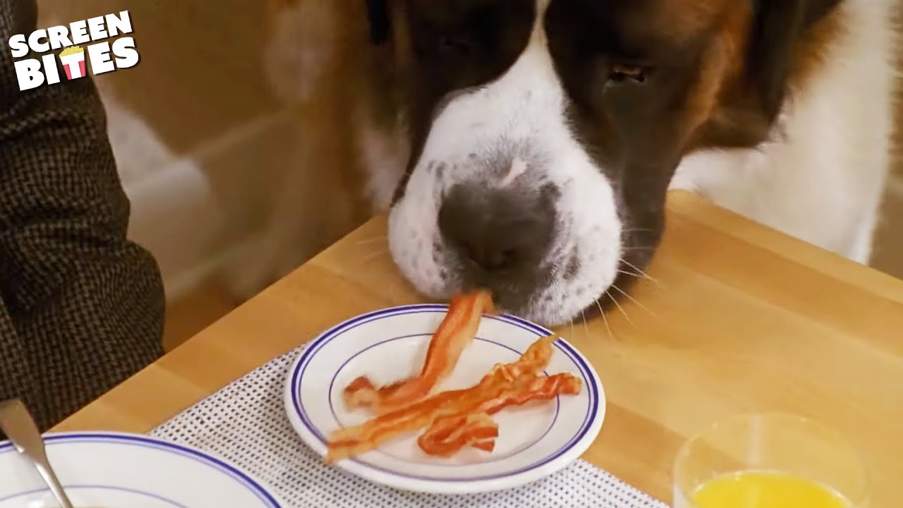 Beethoven Steals Breakfast | Beethoven (1992) | Screen Bites