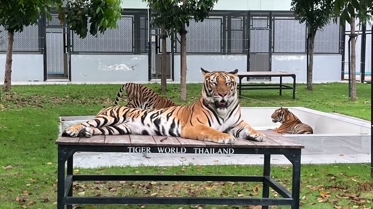 Tiger World Bangkok – Meet Majestic Tigers in an Ethical & Thrilling Setting!