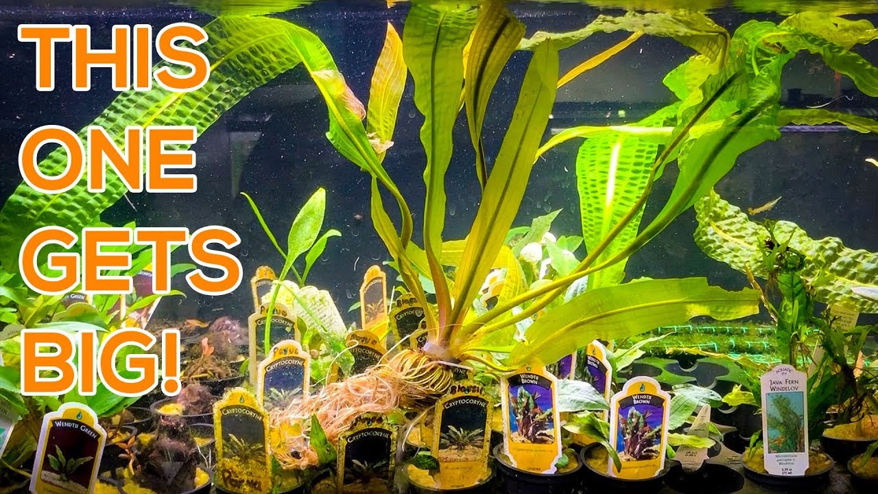 APONOGETON BOVANIUS - AQUARIUM PLANT CARE GUIDE